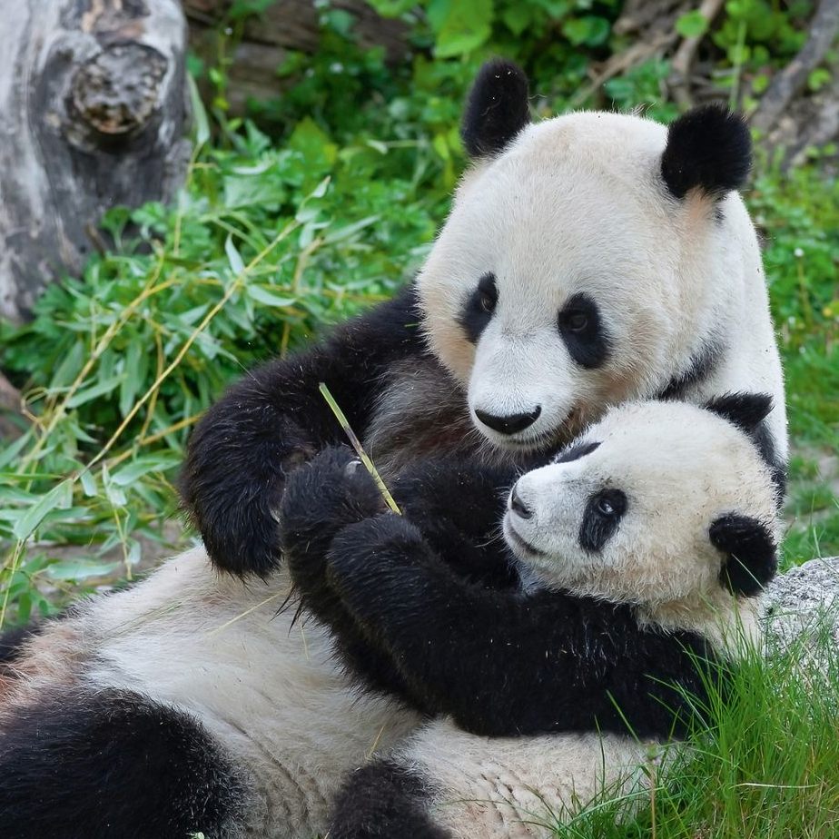 Der Wiener Tiergarten Schönbrunn feiert 20 Jahre Kooperation mit China in Sachen Pandas.