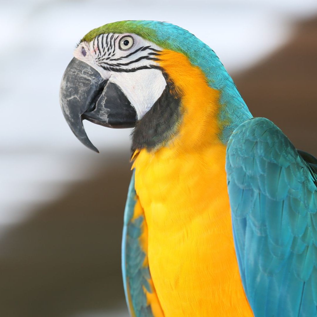 In Indien soll ein Papagei den entscheidenden Hinweis zu einem Mörder geliefert haben.