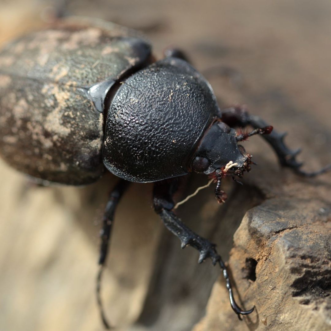Je höher der Urbanisierungsgrad, desto geringer sind Artenvielfalt und -reichtum bei Insekten, Spinnen & Co.