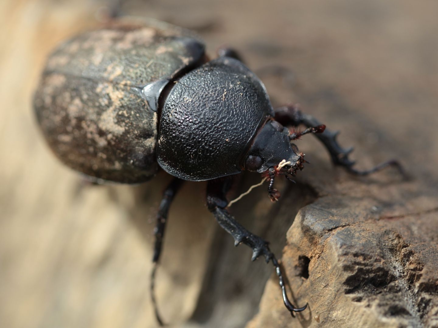 Je höher der Urbanisierungsgrad, desto geringer sind Artenvielfalt und -reichtum bei Insekten, Spinnen & Co. Je höher der Urbanisierungsgrad, desto geringer sind Artenvielfalt und -reichtum bei Insekten, Spinnen & Co.