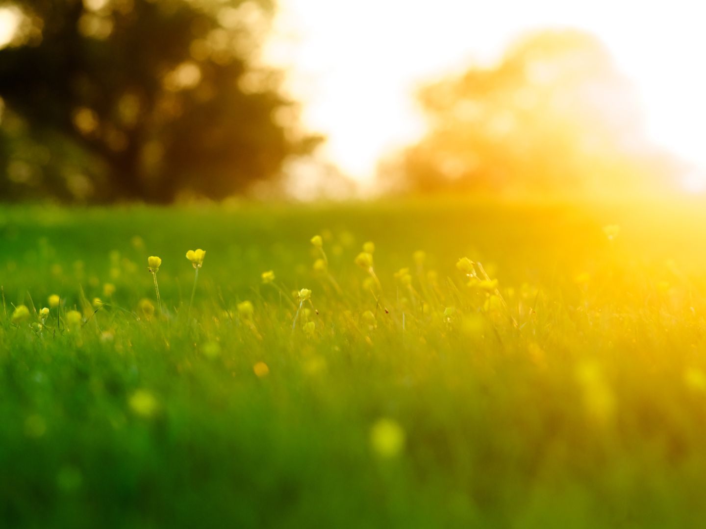 Der Frühling kämpft sich nun allmählich durch in Österreich. Der Frühling kämpft sich nun allmählich durch in Österreich.