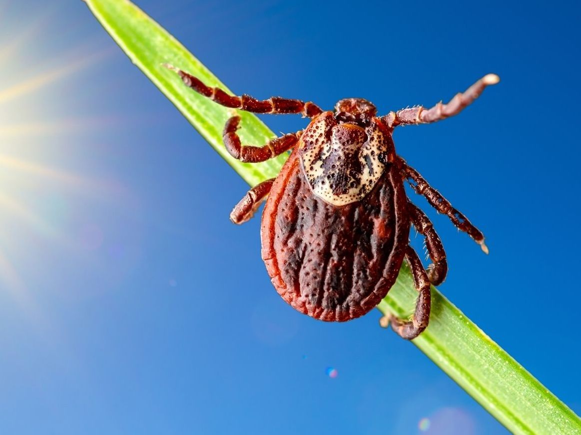 Zecken könnten in Zukunft schon früher aktiv werden.