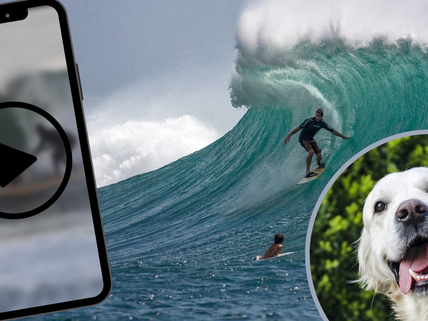 Hund beweist sich auf dem Surfbrett