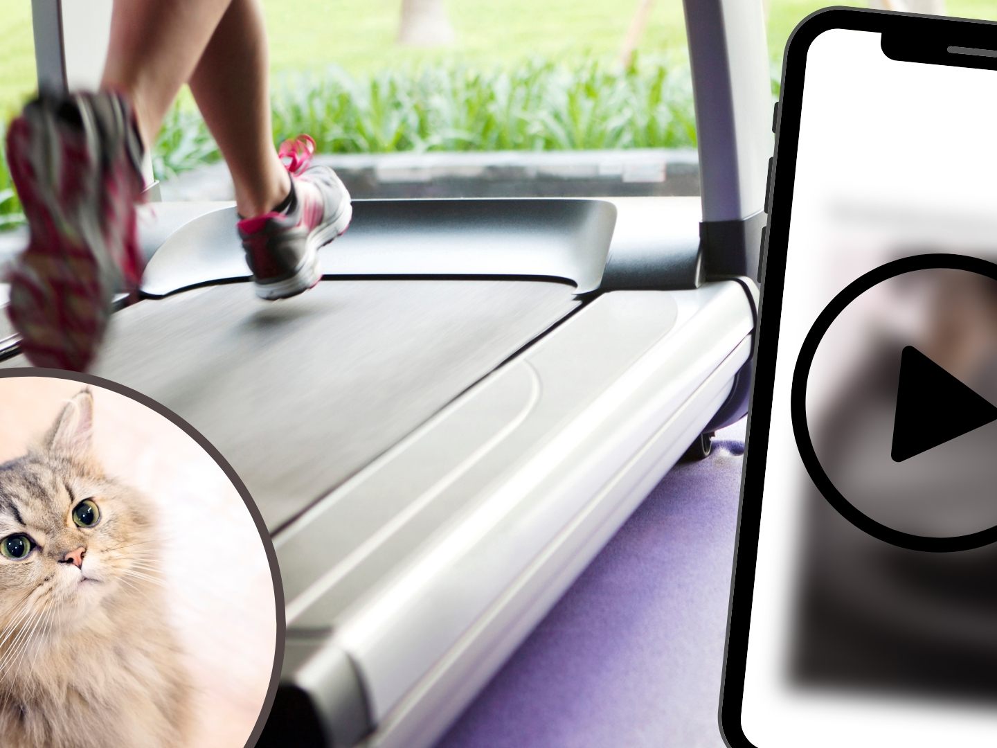 Katzen im Sportfieber
