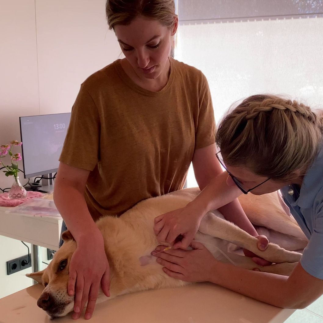 Wie läuft eine Blutspende beim Tierarzt ab?