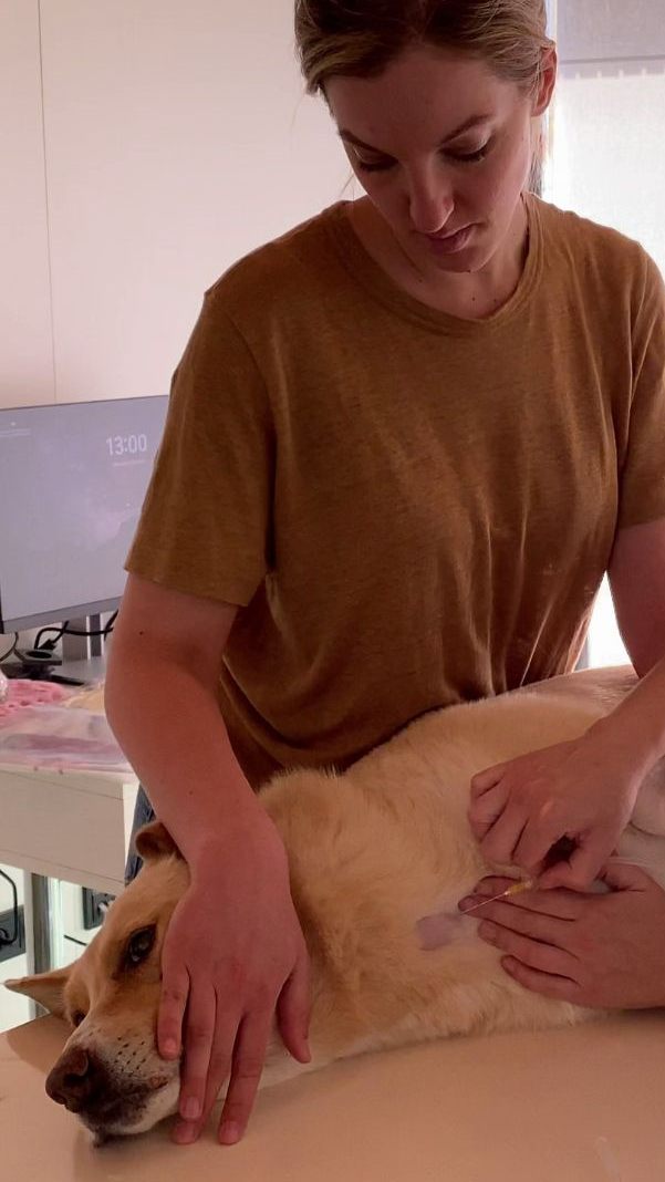 Wie läuft eine Blutspende beim Tierarzt ab?