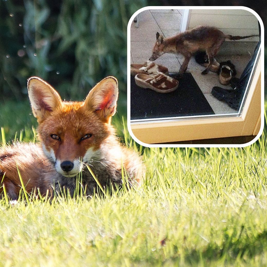 Die Fuchsräude breitet sich in Vorarlberg aus.