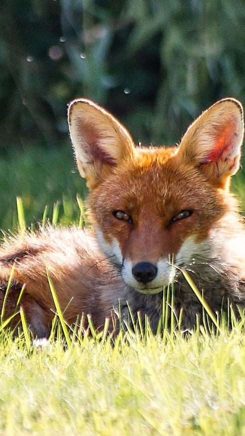 Die Fuchsräude breitet sich in Vorarlberg aus.
