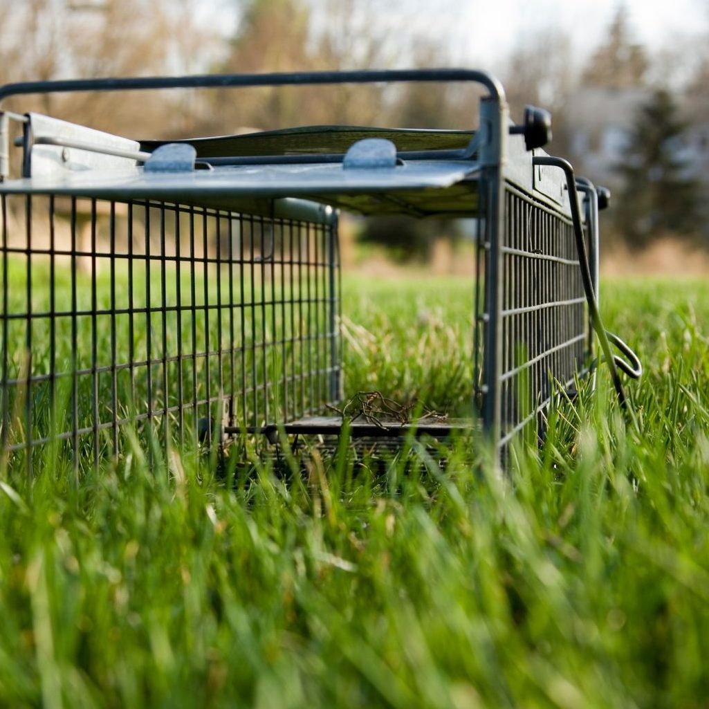 Kater Luke wird vermisst. Ein Nachbar soll ihn eingefangen haben.