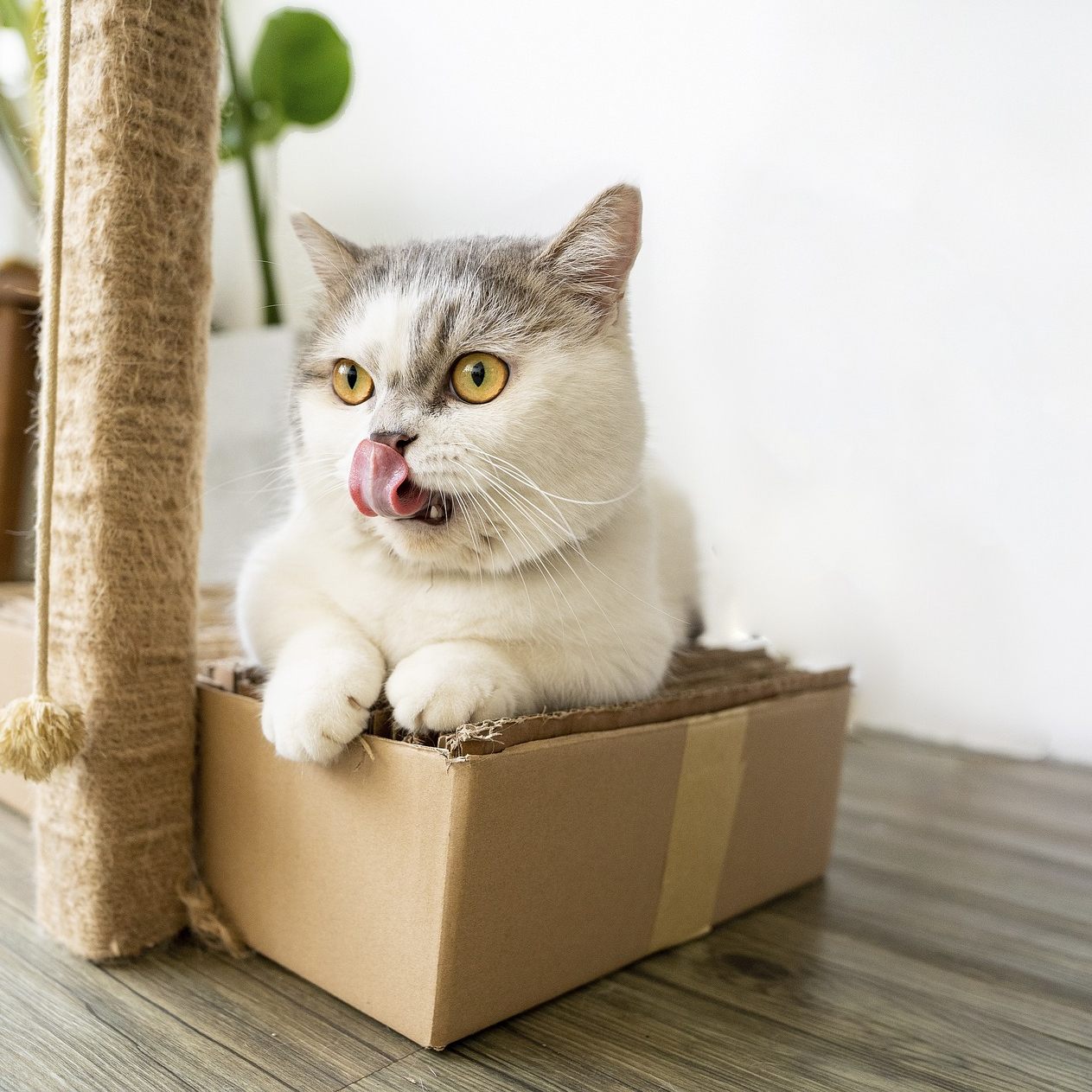 Warum lieben Katzen Kartons so sehr?