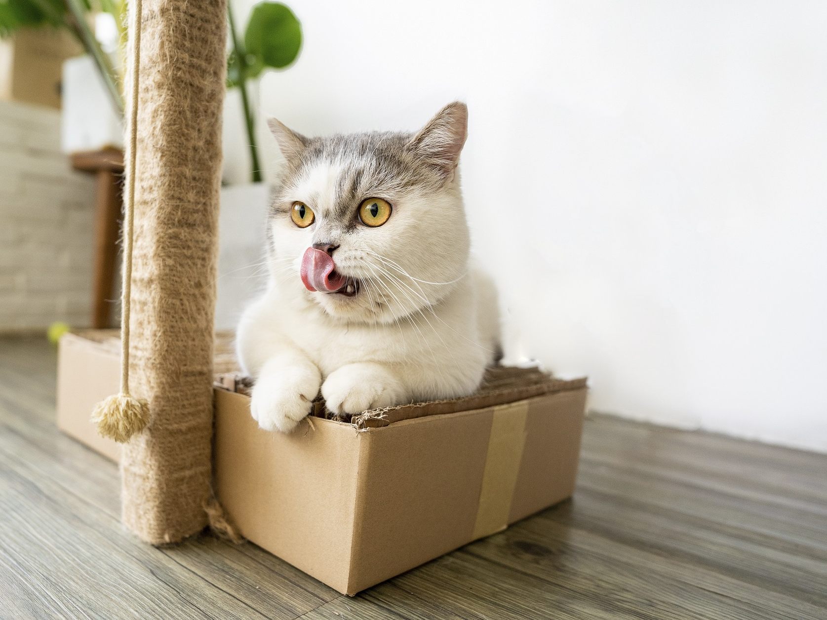 Warum lieben Katzen Kartons so sehr? Warum lieben Katzen Kartons so sehr?