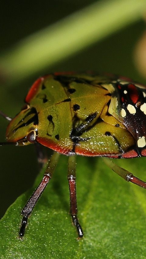 Die Grüne Reiswanze wird immer öfter in Österreich gesichtet.