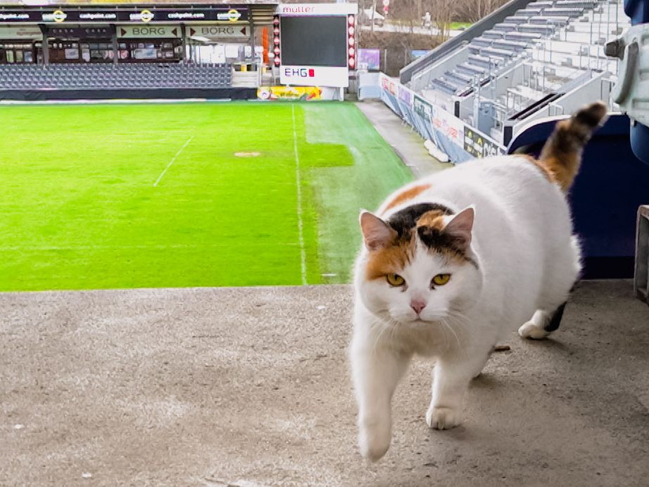 Der SCR Altach hat eine Stadion-Katze.