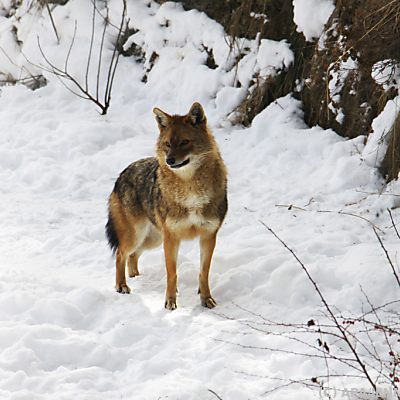 Erster "Internationaler Tages der Schakale" steigt am 19. April
