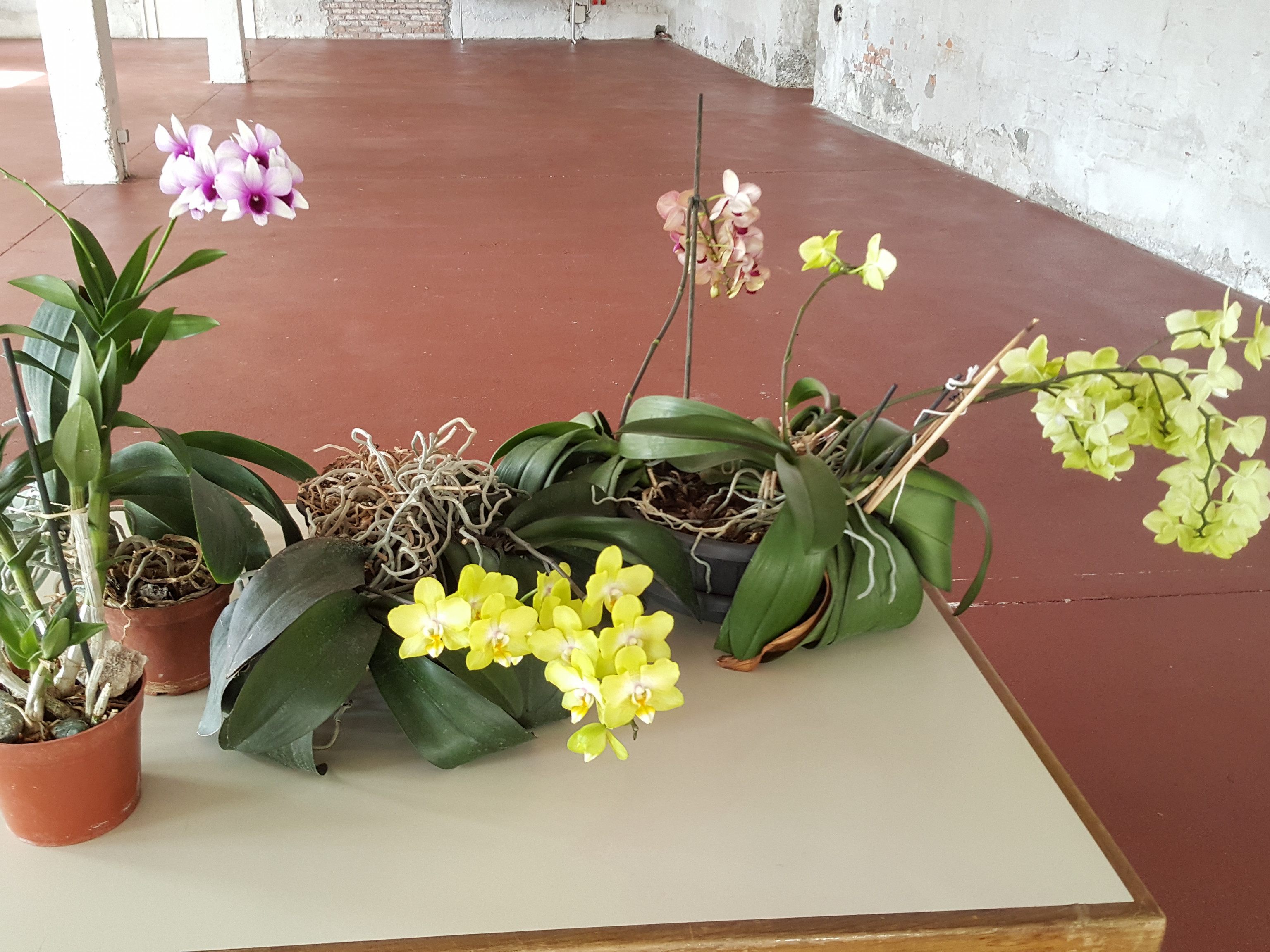 Die richtige Pflege bringt Orchideen wieder zum Blühen