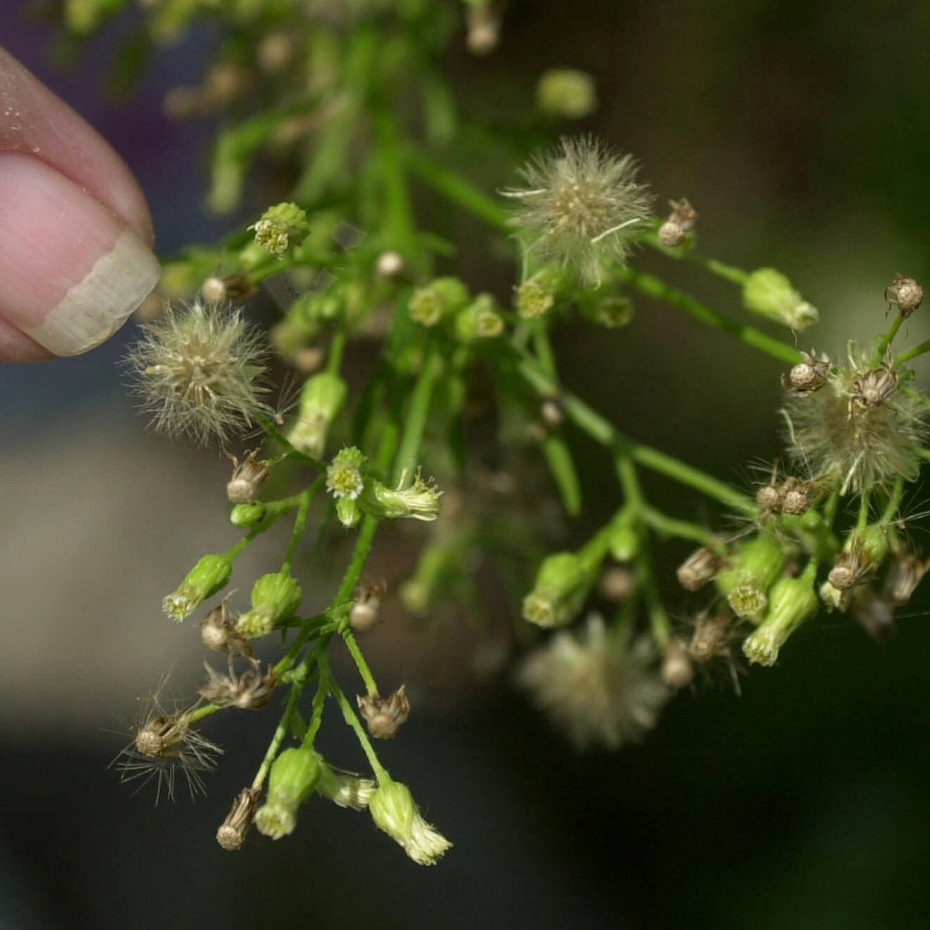 Invasive Tier- und Pflanzenarten, wie zum Beispiel das Ragweed, können laut Forschern mehr Schäden anrichten, als Umweltkatastrophen wie Erdbeben oder Fluten.
