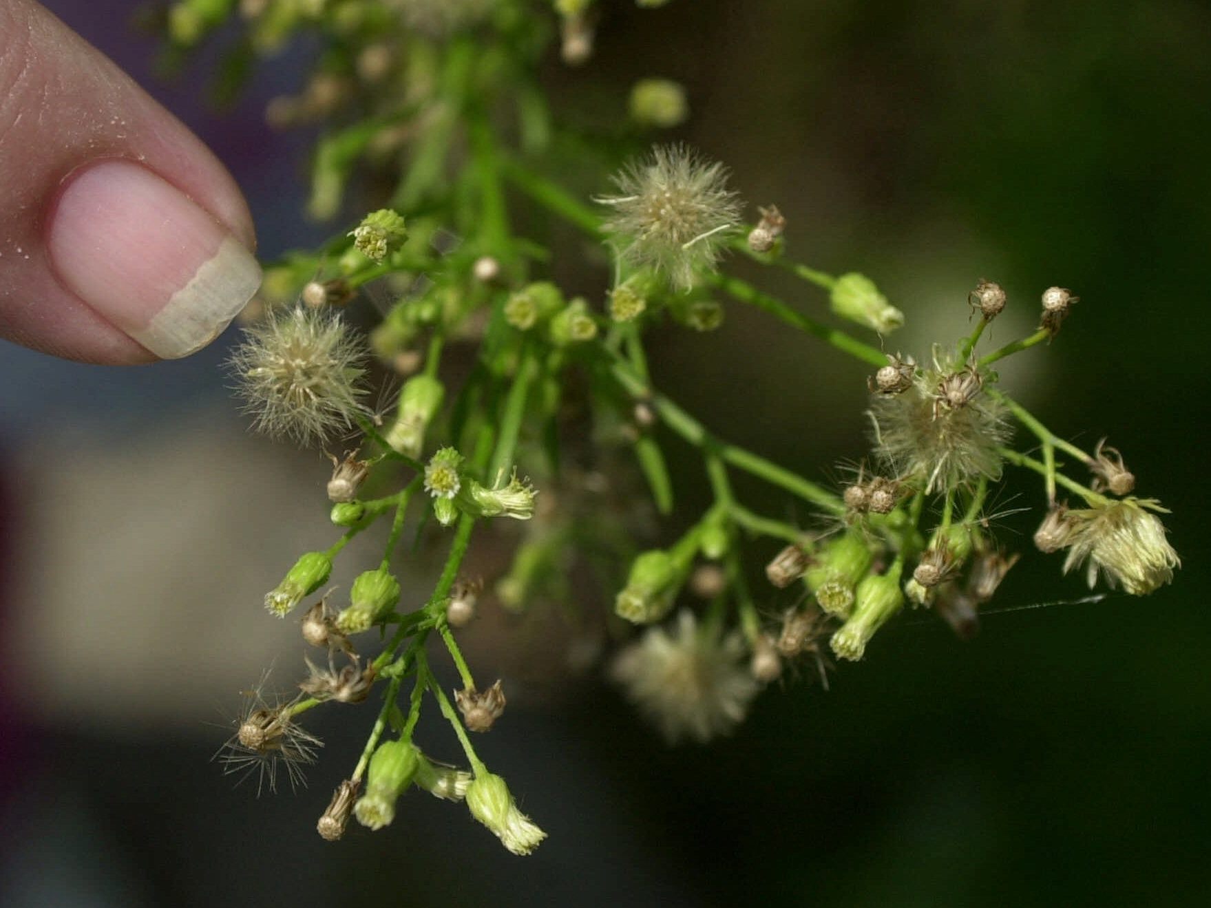 Invasive Tier- und Pflanzenarten, wie zum Beispiel das Ragweed, können laut Forschern mehr Schäden anrichten, als Umweltkatastrophen wie Erdbeben oder Fluten. Invasive Tier- und Pflanzenarten, wie zum Beispiel das Ragweed, können laut Forschern mehr Schäden anrichten, als Umweltkatastrophen wie Erdbeben oder Fluten.