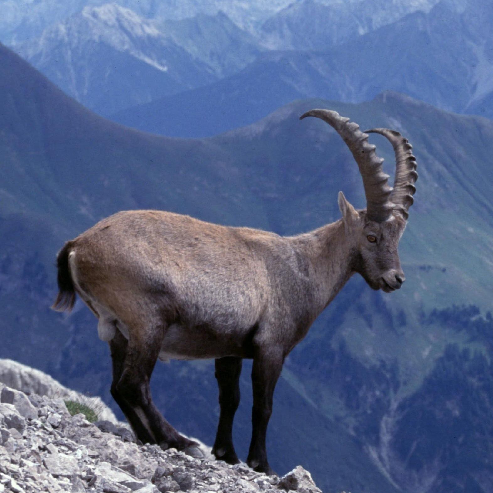 Der "König der Alpen", der Steinbock, könnte schon bald aus Österreichs Gebirgen verschwunden sein.