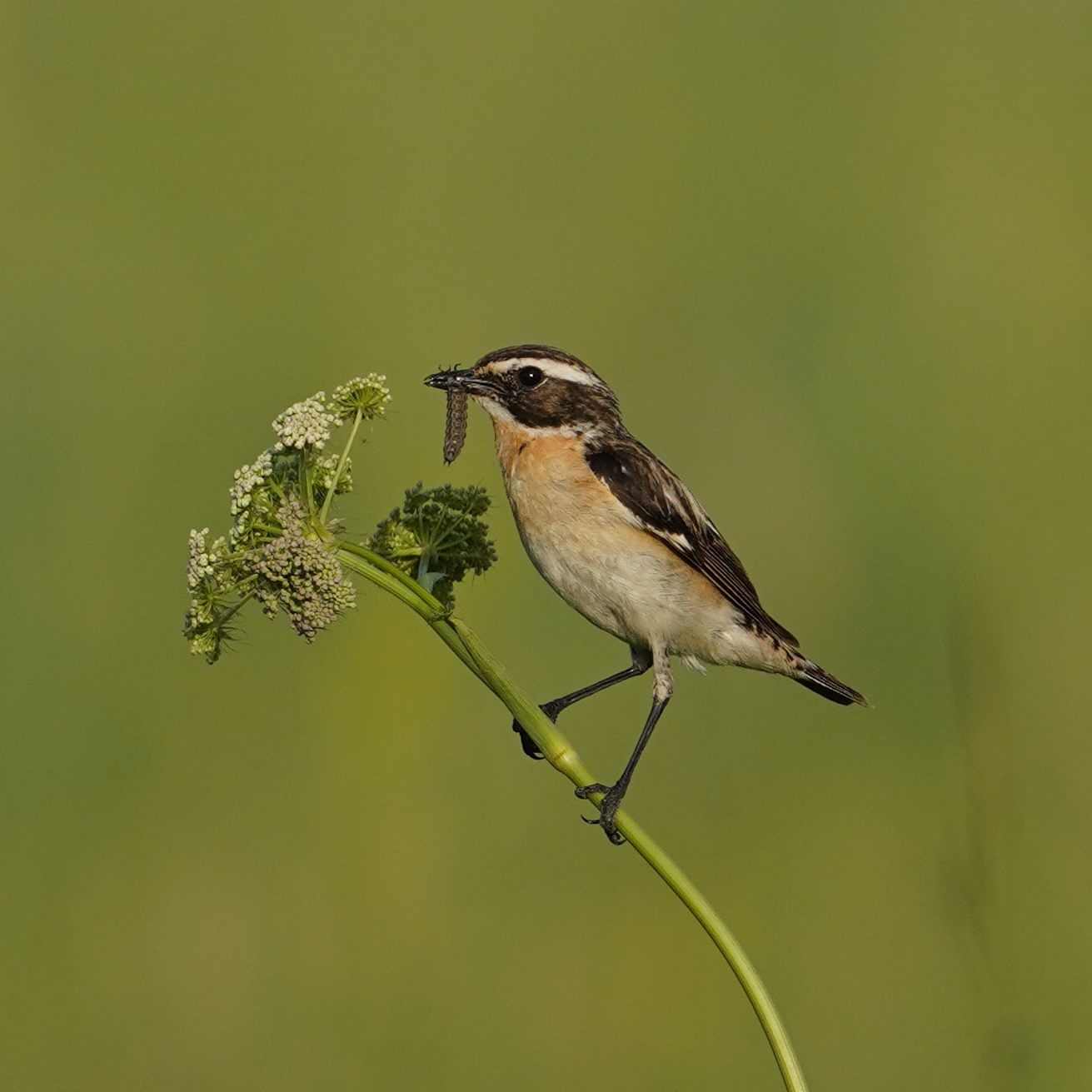 Die Braunkehlchen kehren zurück - und treffen auf zu wenig Lebensraum.
