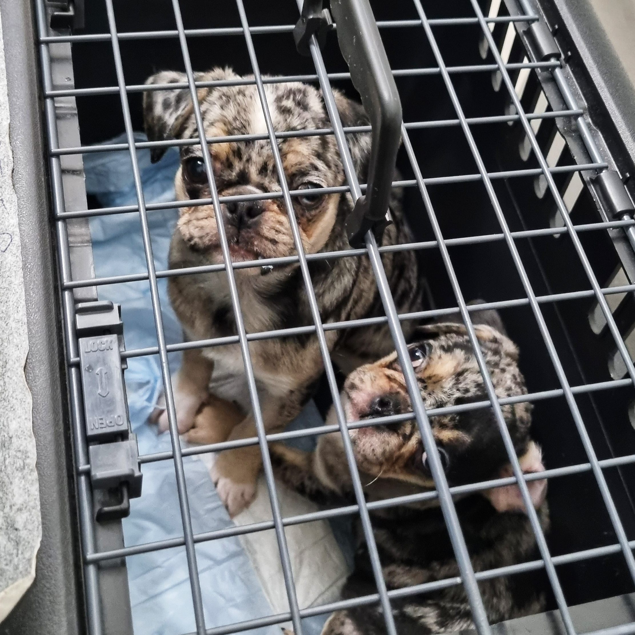 Die Tierschützer von "Vier Pfoten" kamen einer Frau in Wien-Meidling auf die Schliche, die illegalen Welpenhandel betrieben haben soll.