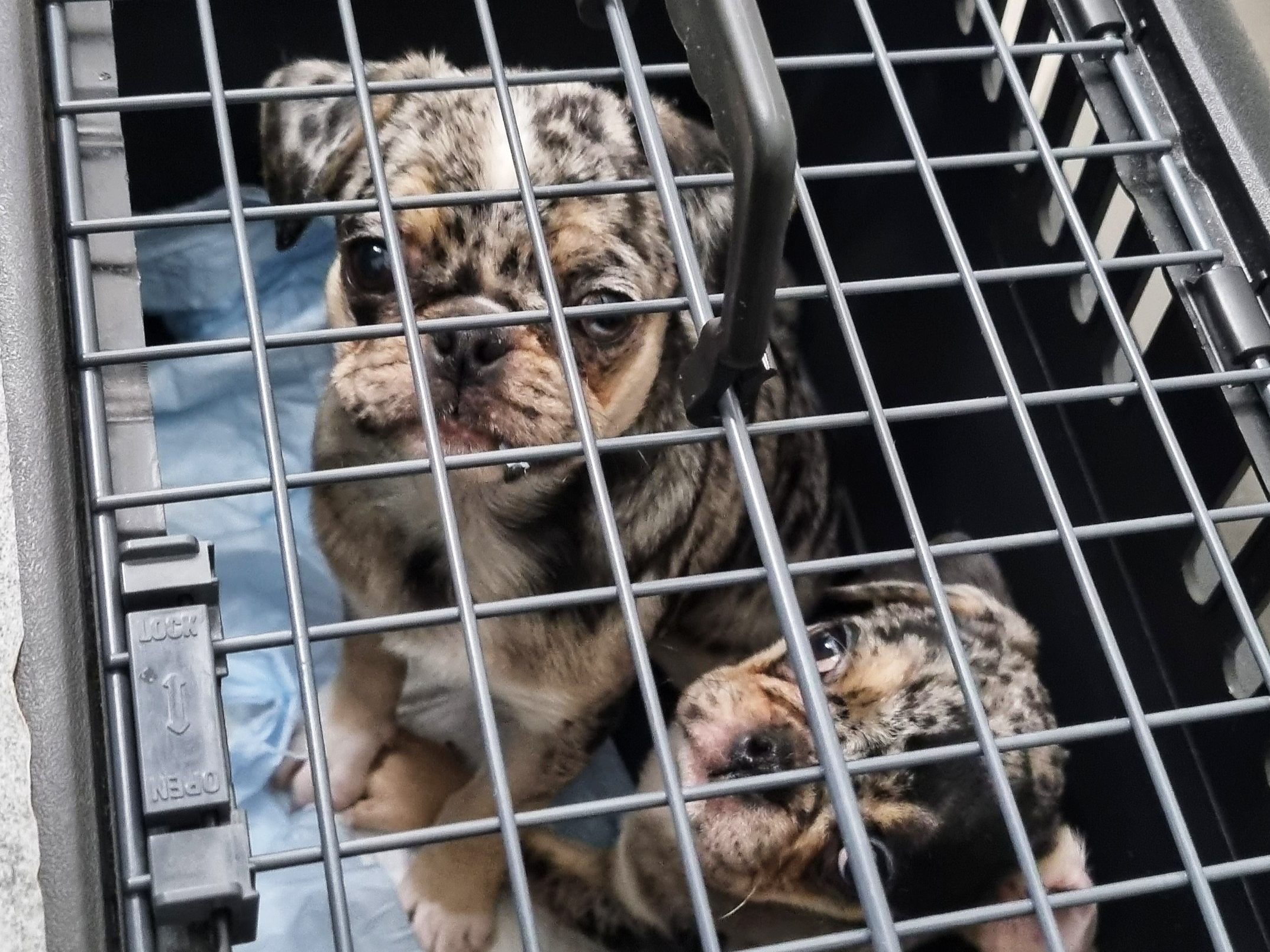 Die Tierschützer von "Vier Pfoten" kamen einer Frau in Wien-Meidling auf die Schliche, die illegalen Welpenhandel betrieben haben soll.