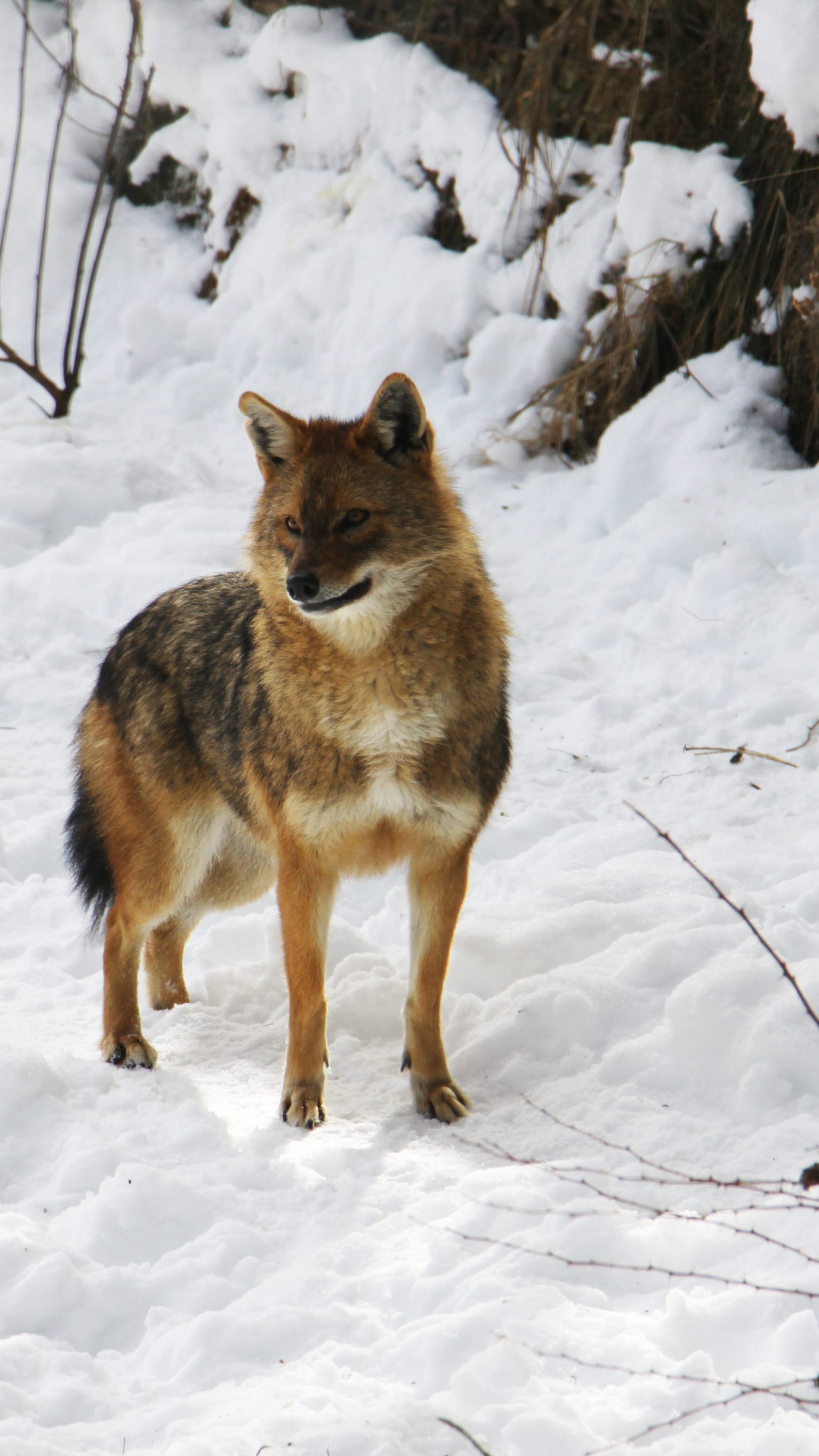 Am 19. April ist der erste "Internationale Tag der Schakale".