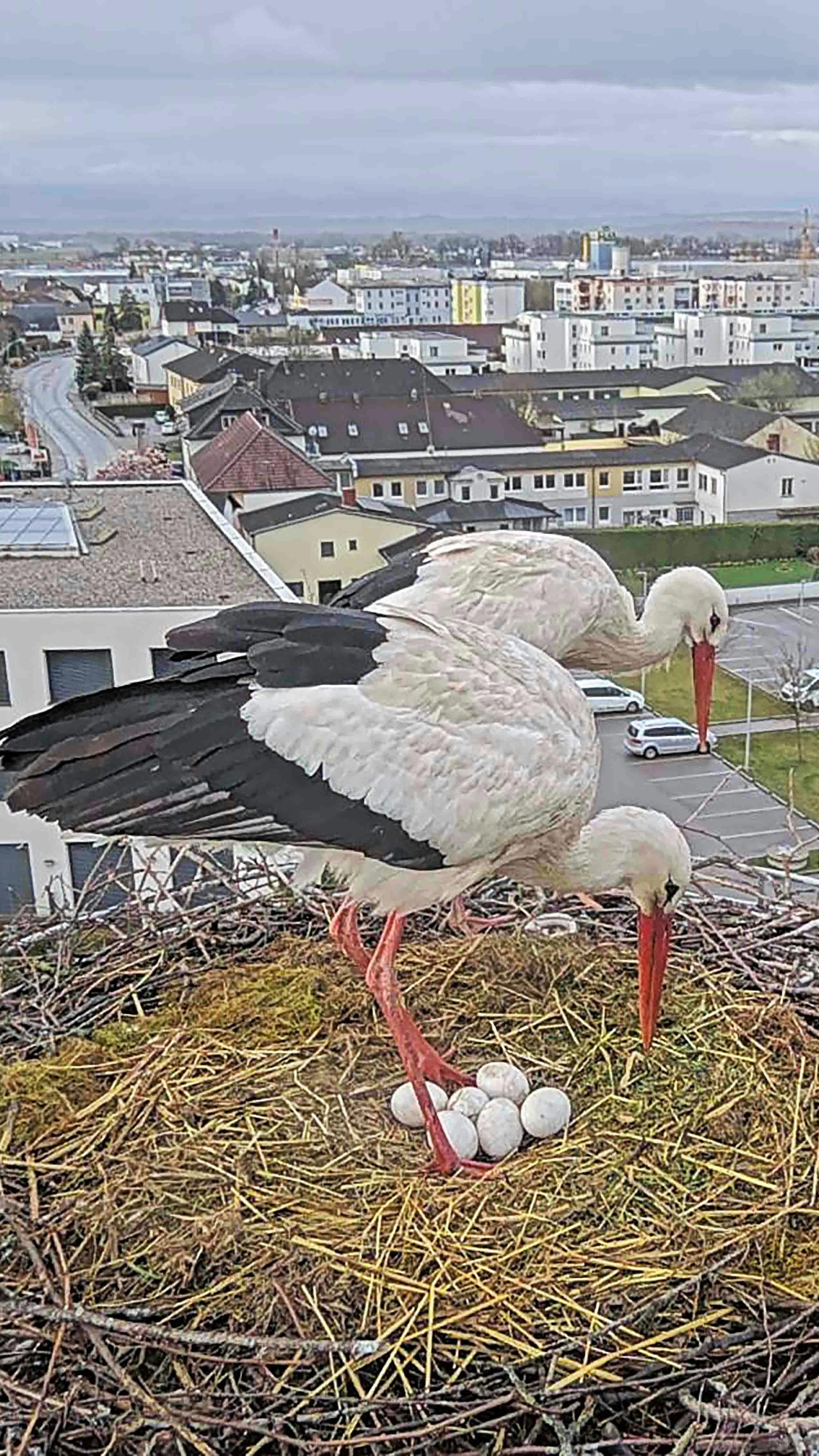 Ein Storchenpaar nistet auf einem ÖBB-Funkmasten in Perg.