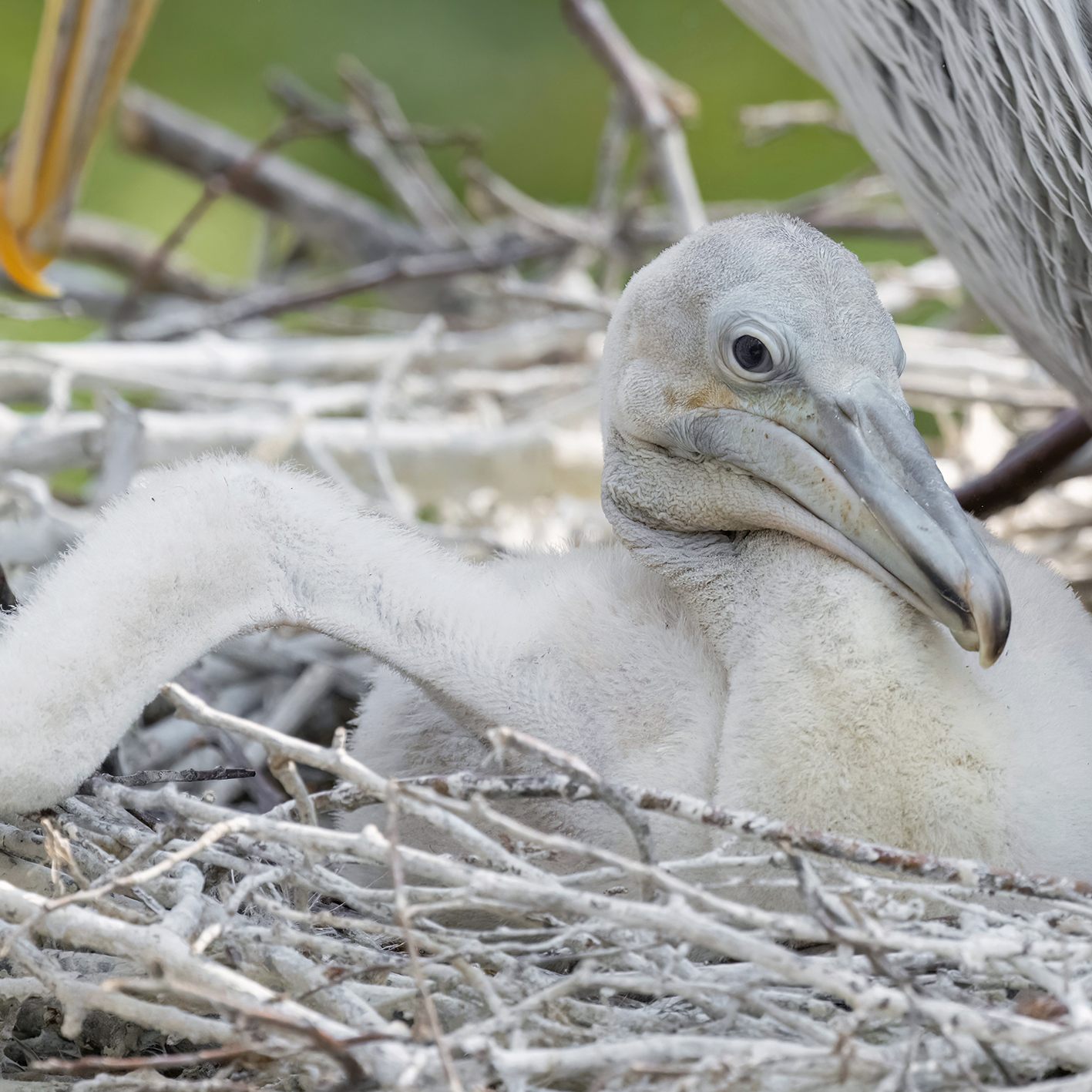 Wiener Tiergarten Schönbrunn berichtete, dass im März Pelikan-Küken geschlüpft sind.
