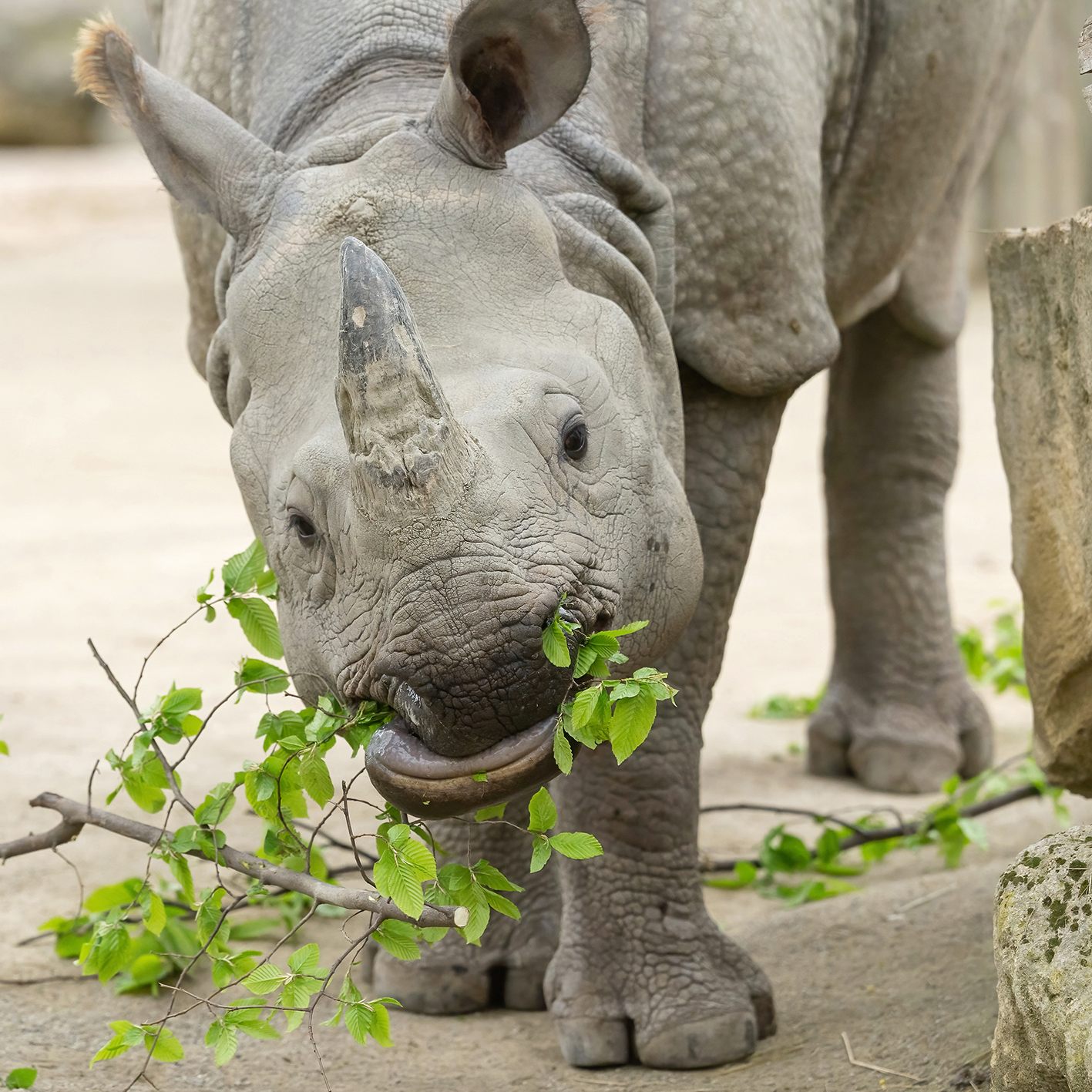 Schönbrunner Tiere erhalten Äste aus Wienerwald.