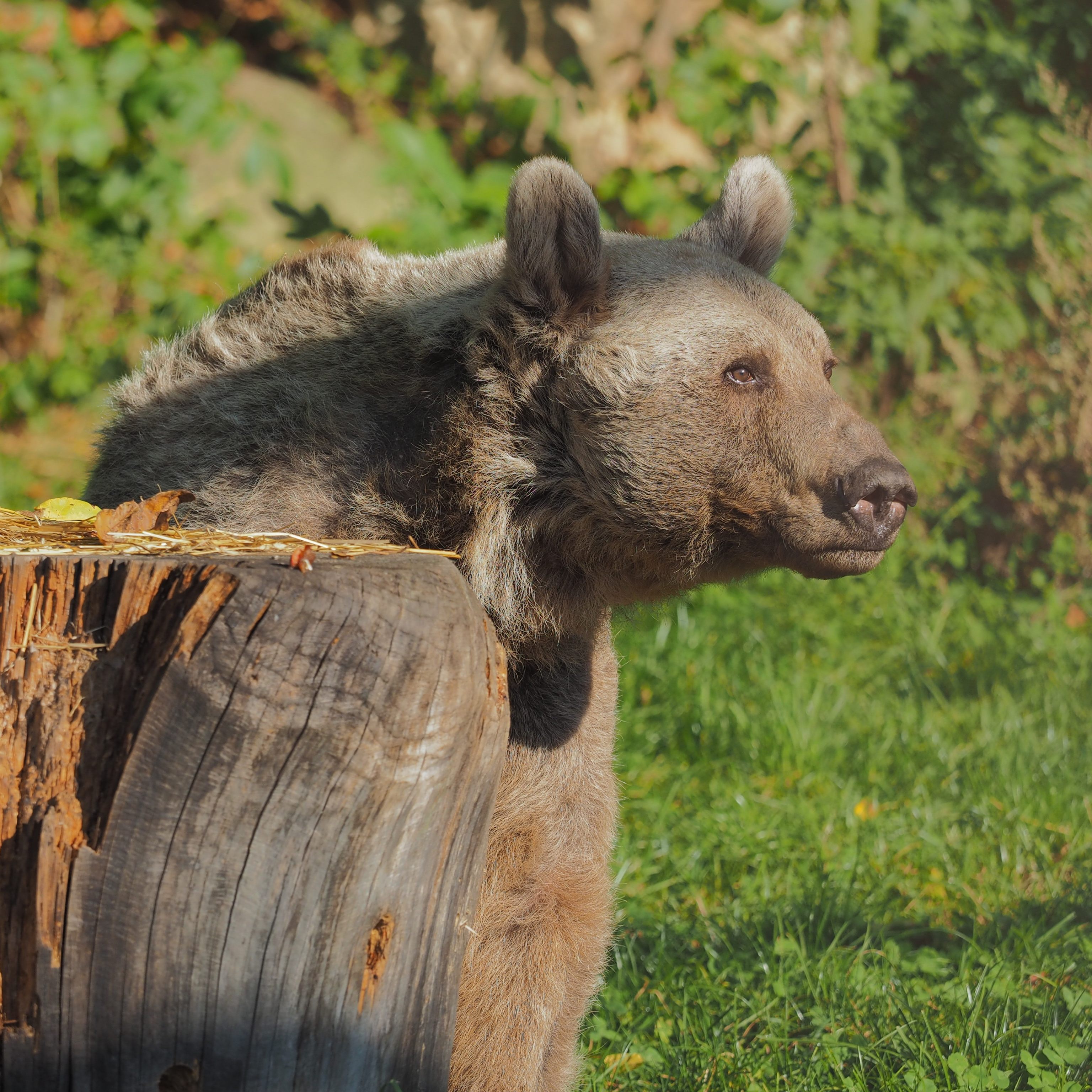 Der ehemalige Zirkusbär "Tom" musste am Wochenende eingeschläfert werden.