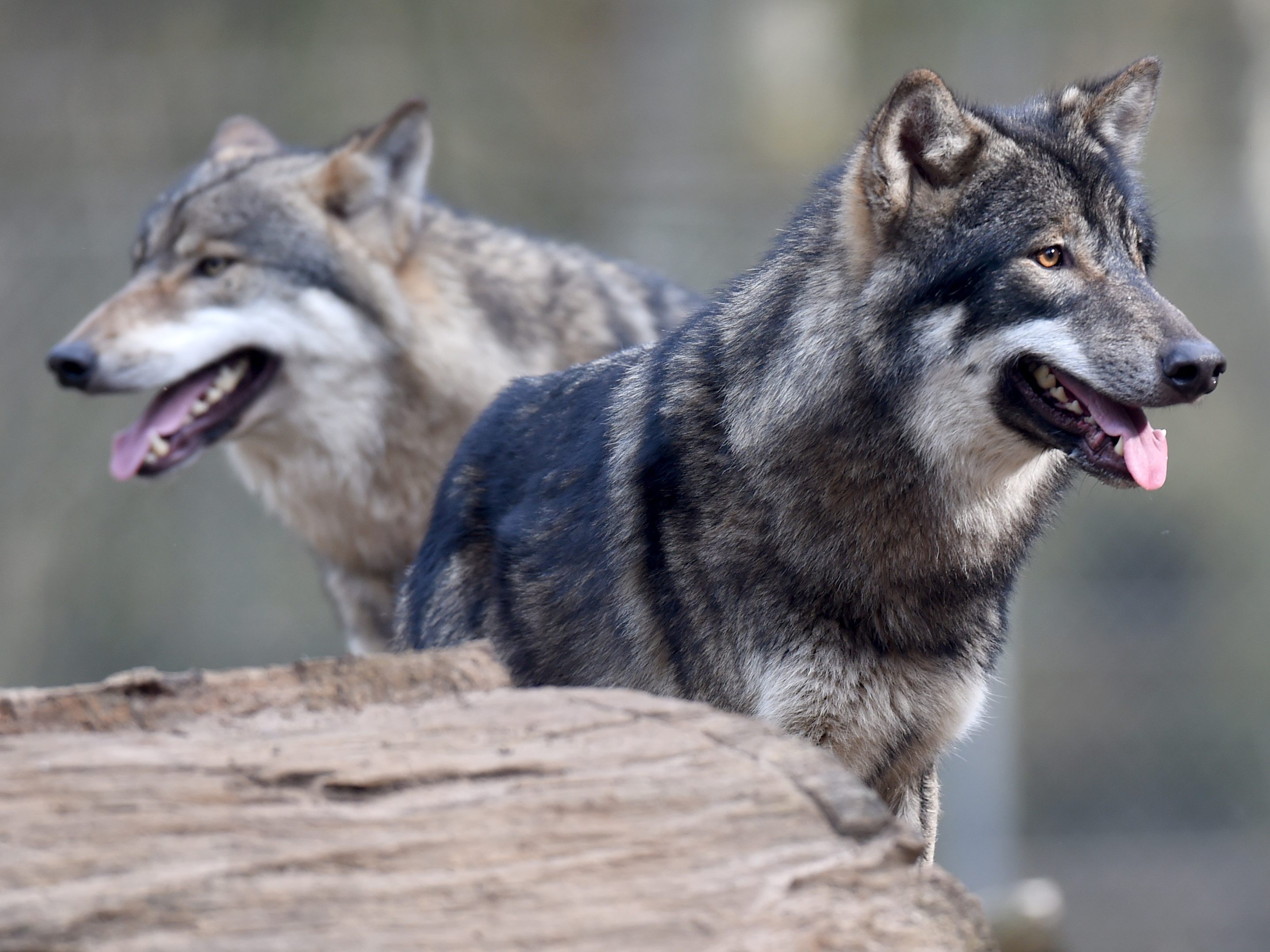 Auch Oberösterreich will seine Wolfsverordnung ändern. Auch Oberösterreich will seine Wolfsverordnung ändern.