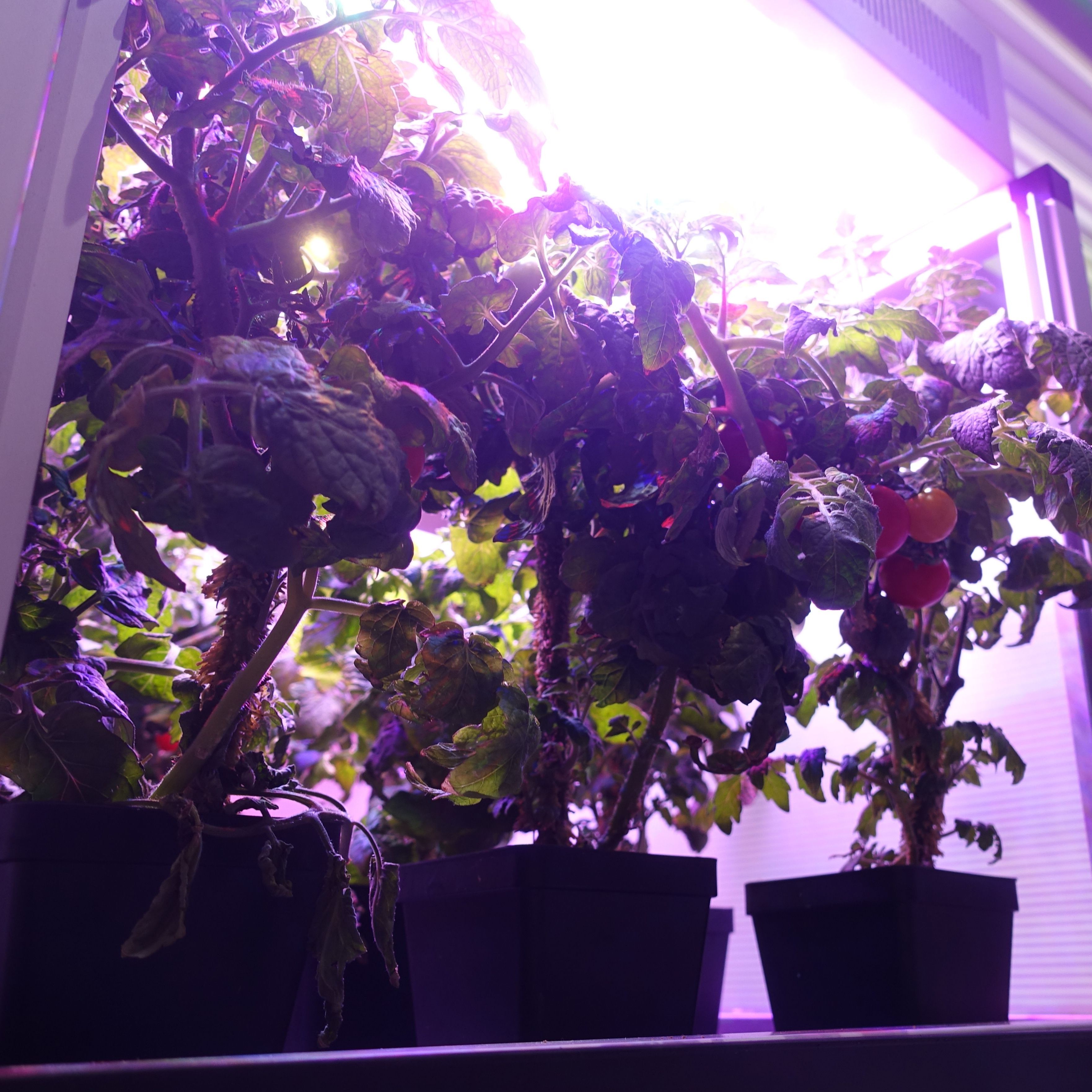 Auf der ISS sind Tomaten gewachsen.