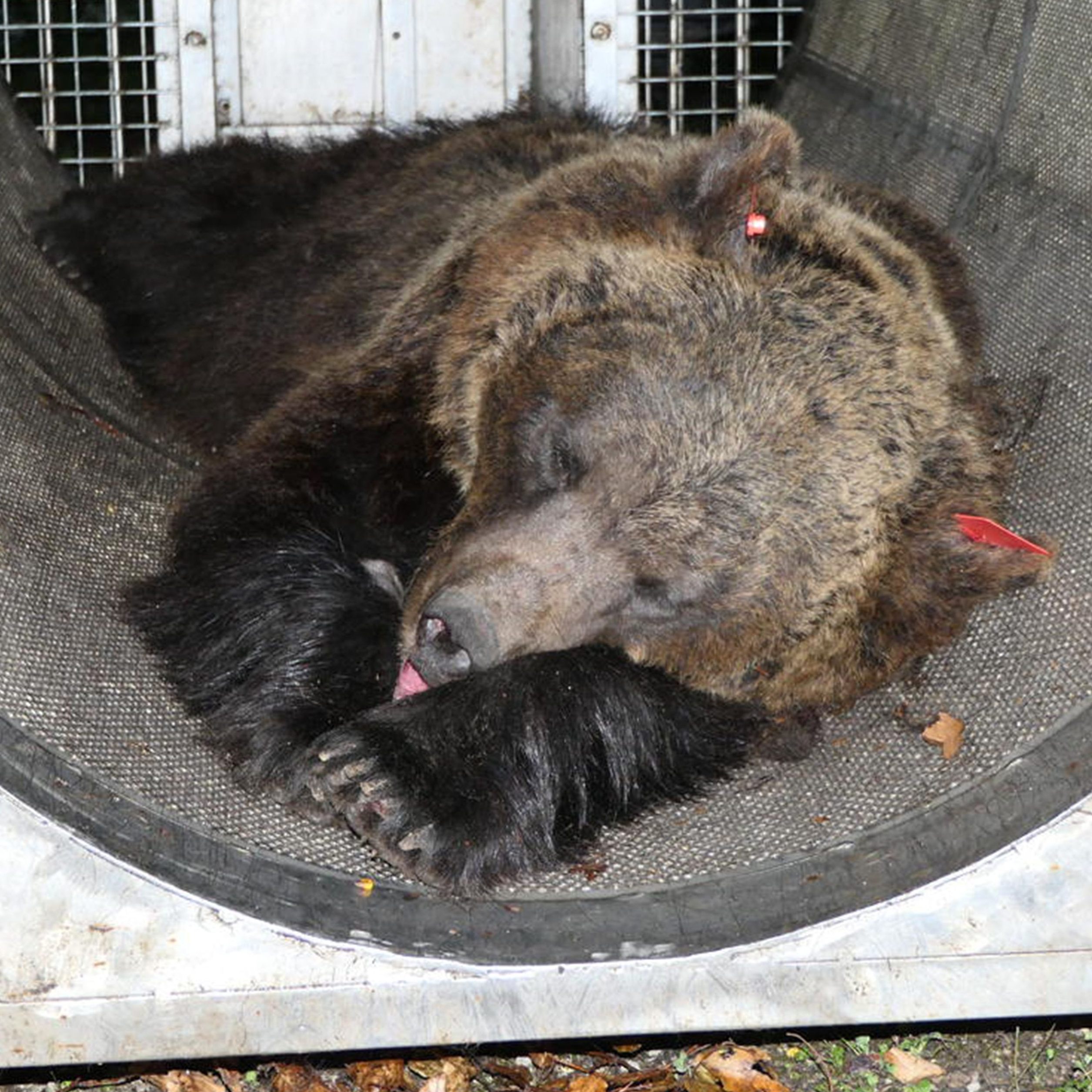 Freilassung von "JJ4" gefordert.