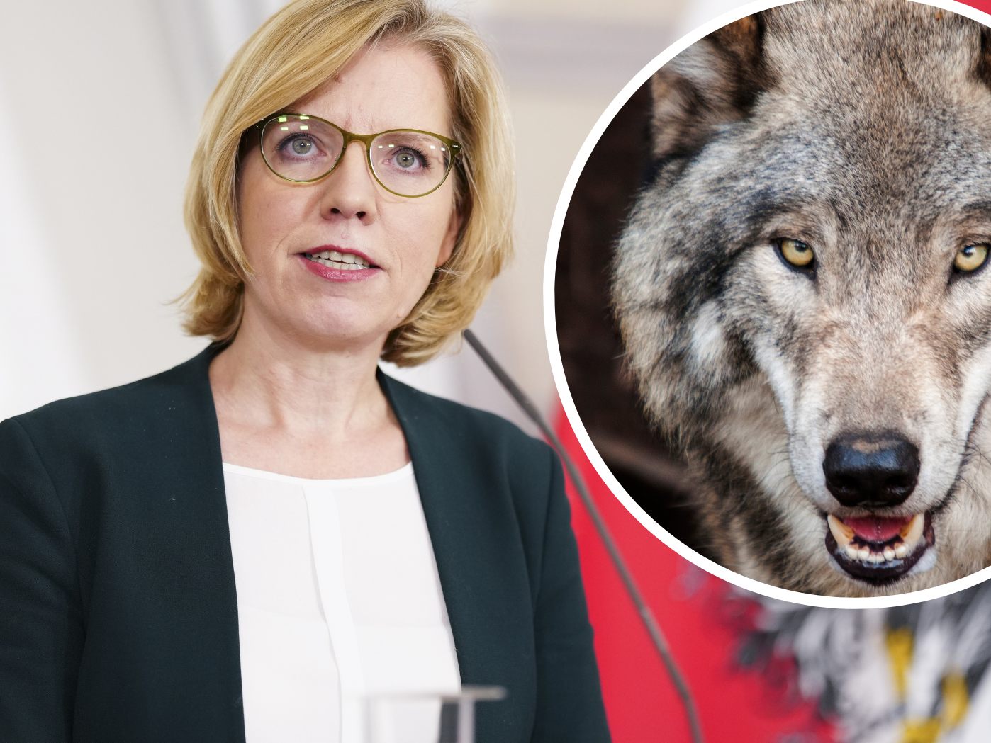 In der Causa Wölfe hagelt es erneut Kritik. In der Causa Wölfe hagelt es erneut Kritik.