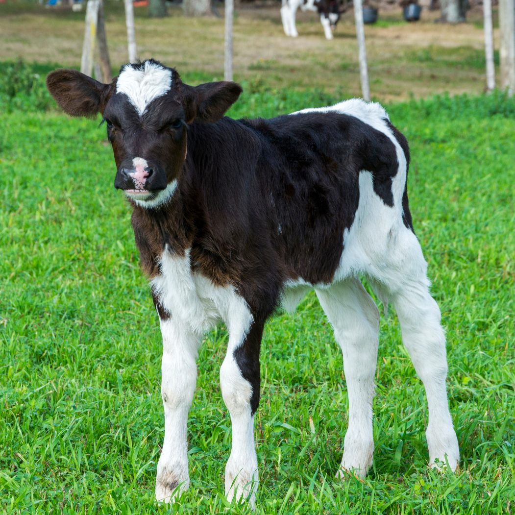 Im Mühlviertel ist ein Kalb ausgebüxt und nach NÖ geschwommen.