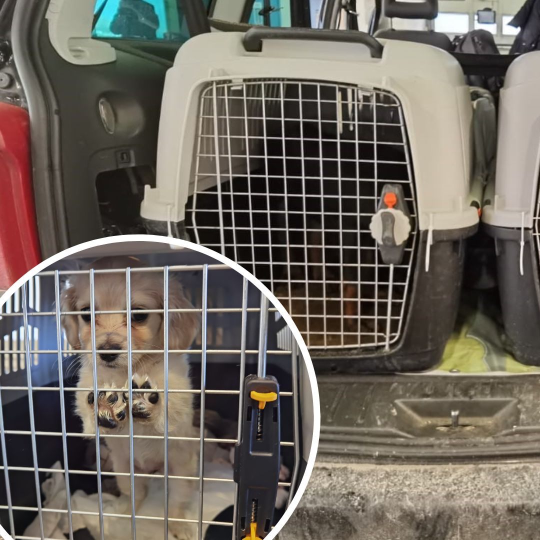 11 Hundewelpen und 13 Katzenbabys wurden bei Kontrollen Anfang März entdeckt.