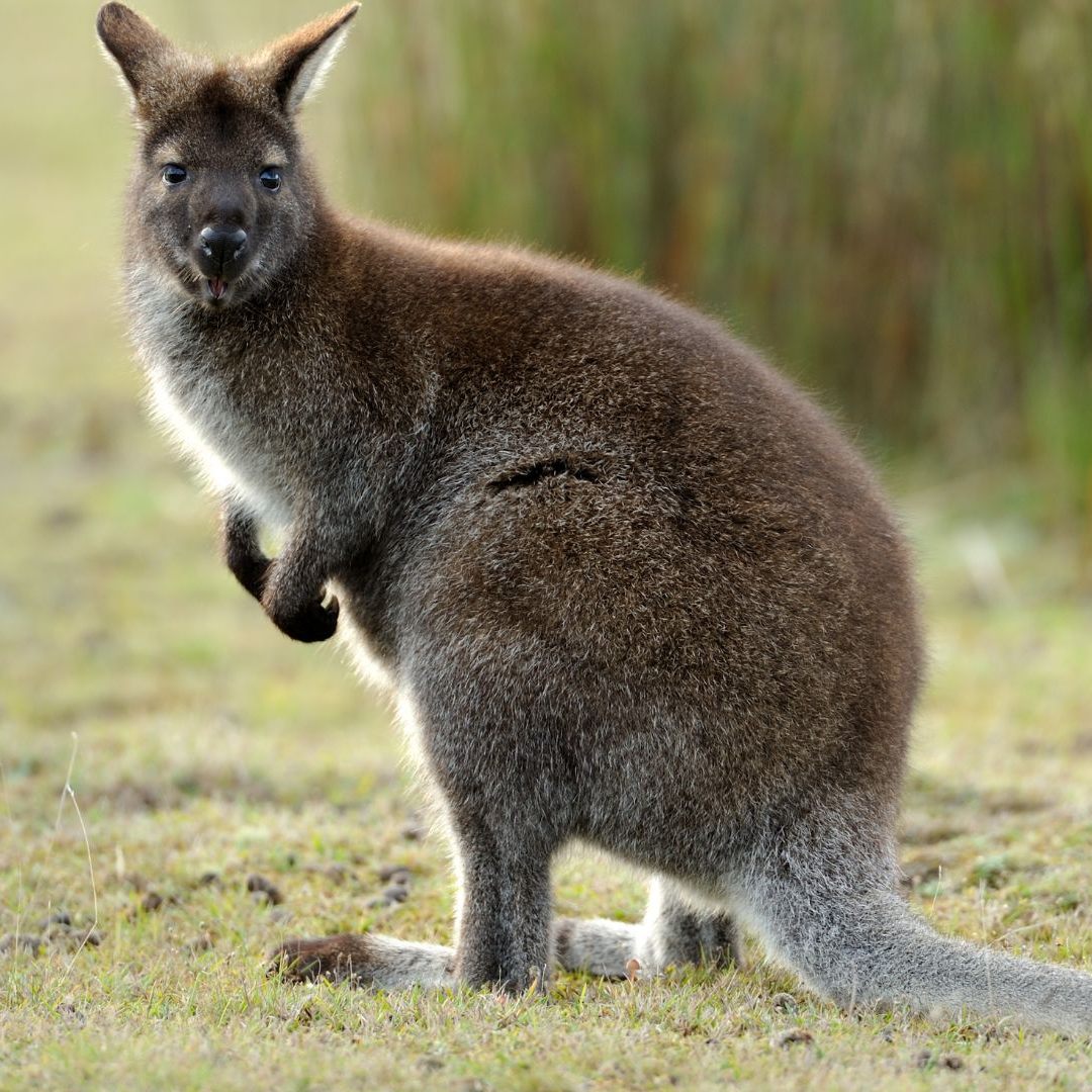 Das Wallaby "Captain" ist ein Wiederholungstäter.
