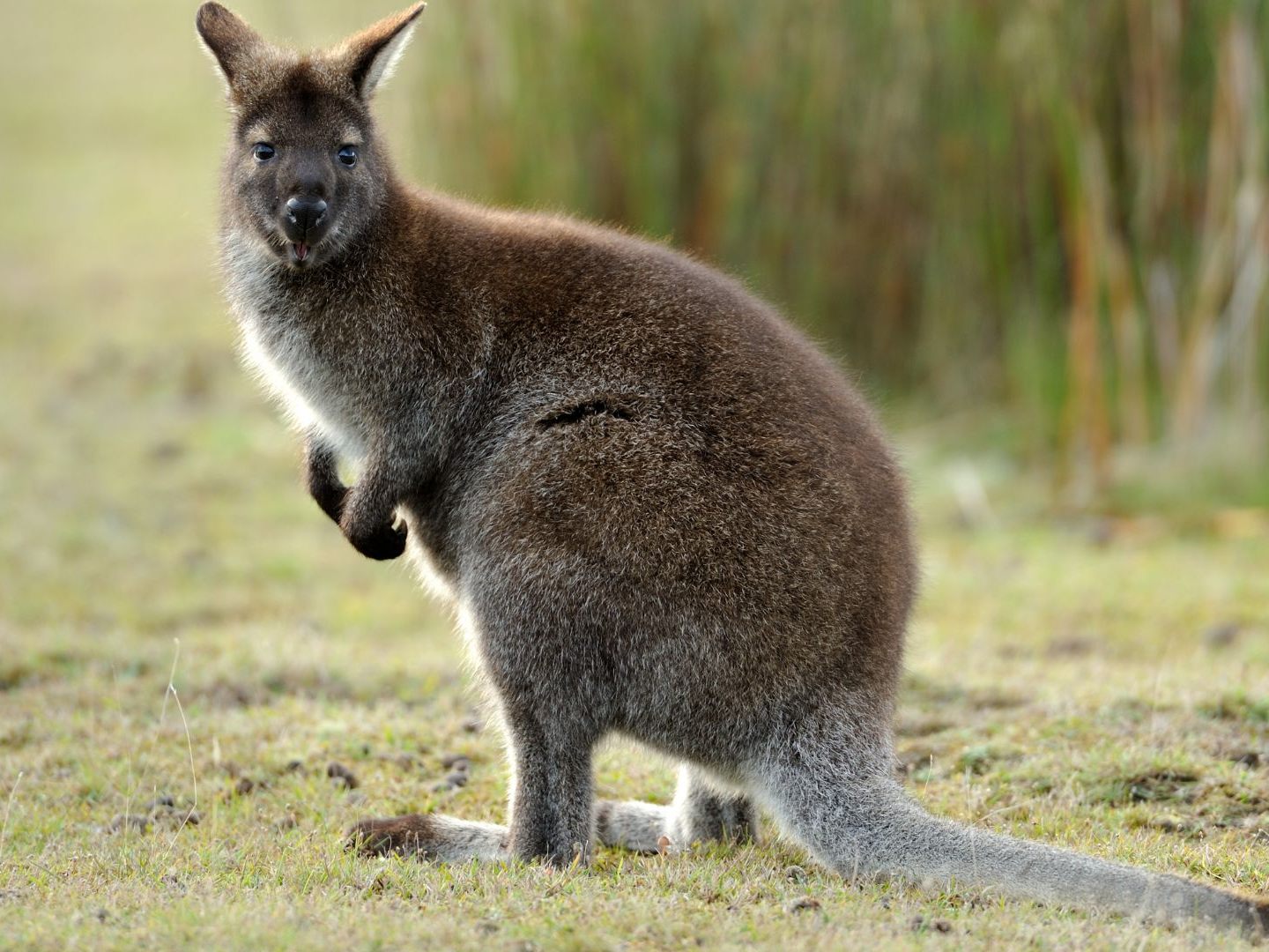 Das Wallaby "Captain" ist ein Wiederholungstäter. Das Wallaby "Captain" ist ein Wiederholungstäter.