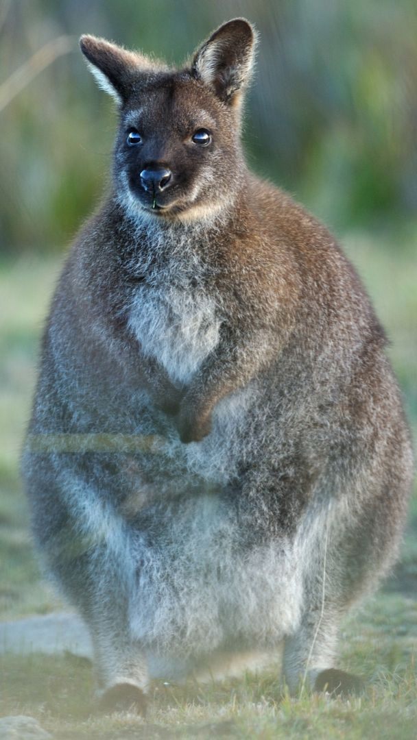 "Captain" konnte nach einigen Tagen wieder eingefangen werden.