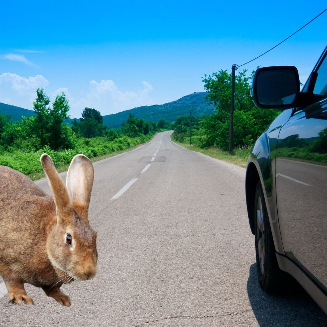 Mehr als 17.500 Hasen sterben jährlich im Straßenverkehr.