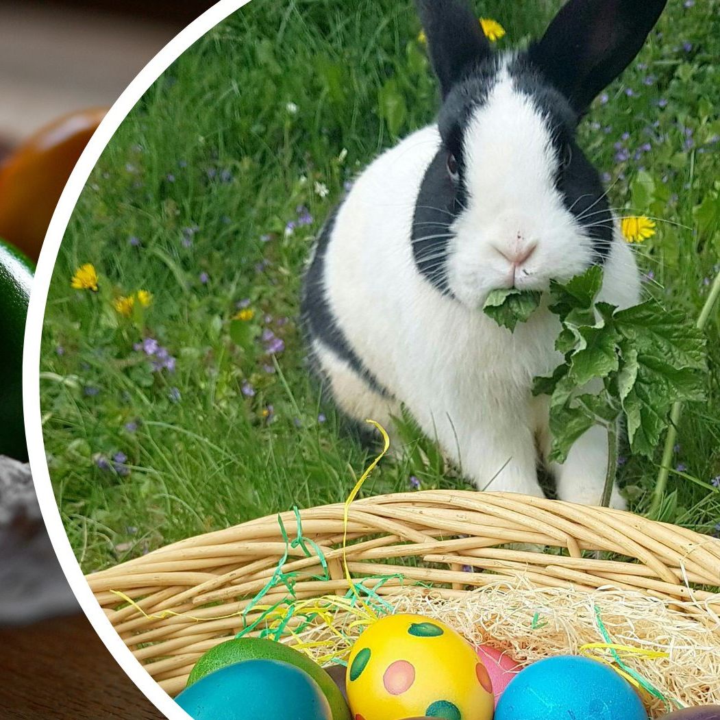 Ostereier wurden 2023 vor dem Fest Eu-weit deutlich teurer als im Jahr zuvor.