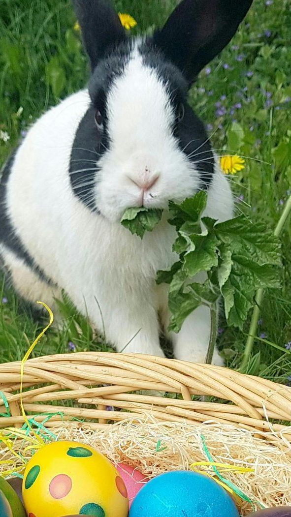 Ostereier wurden 2023 vor dem Fest Eu-weit deutlich teurer als im Jahr zuvor.