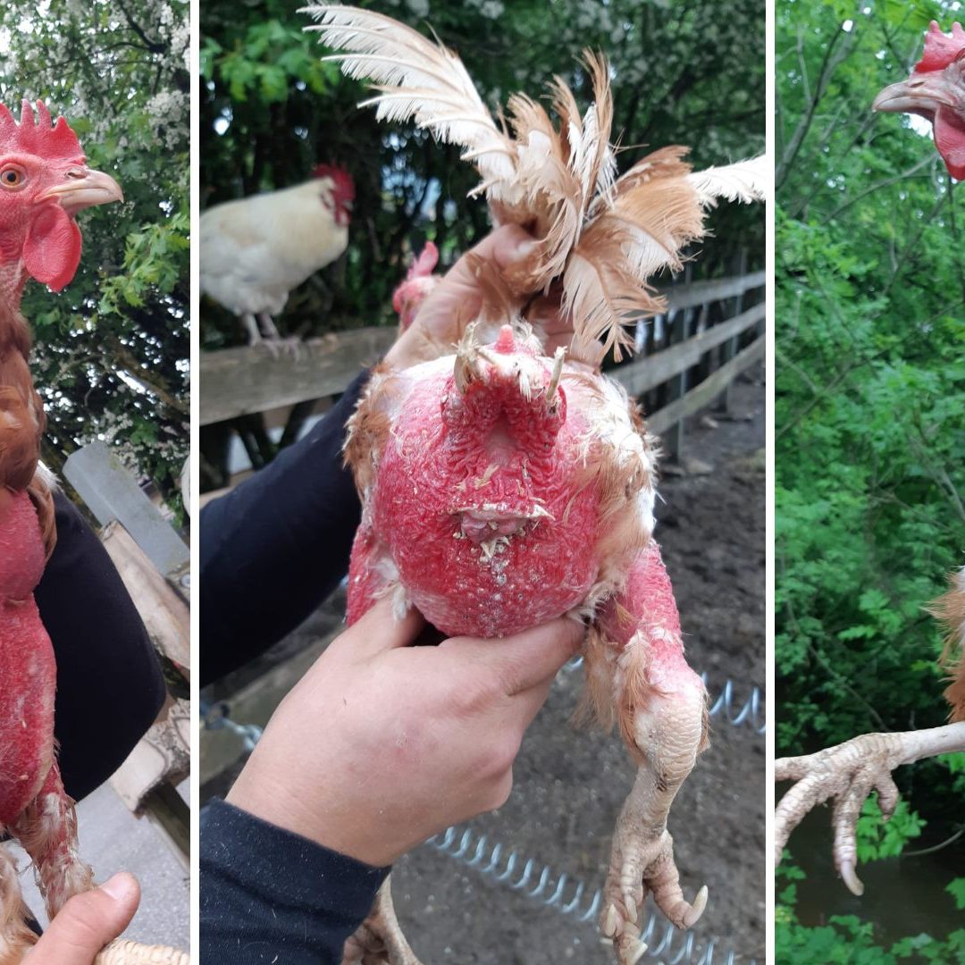 "Ausgediente" Freilandhühner werden von der Pfotenhilfe gerettet.