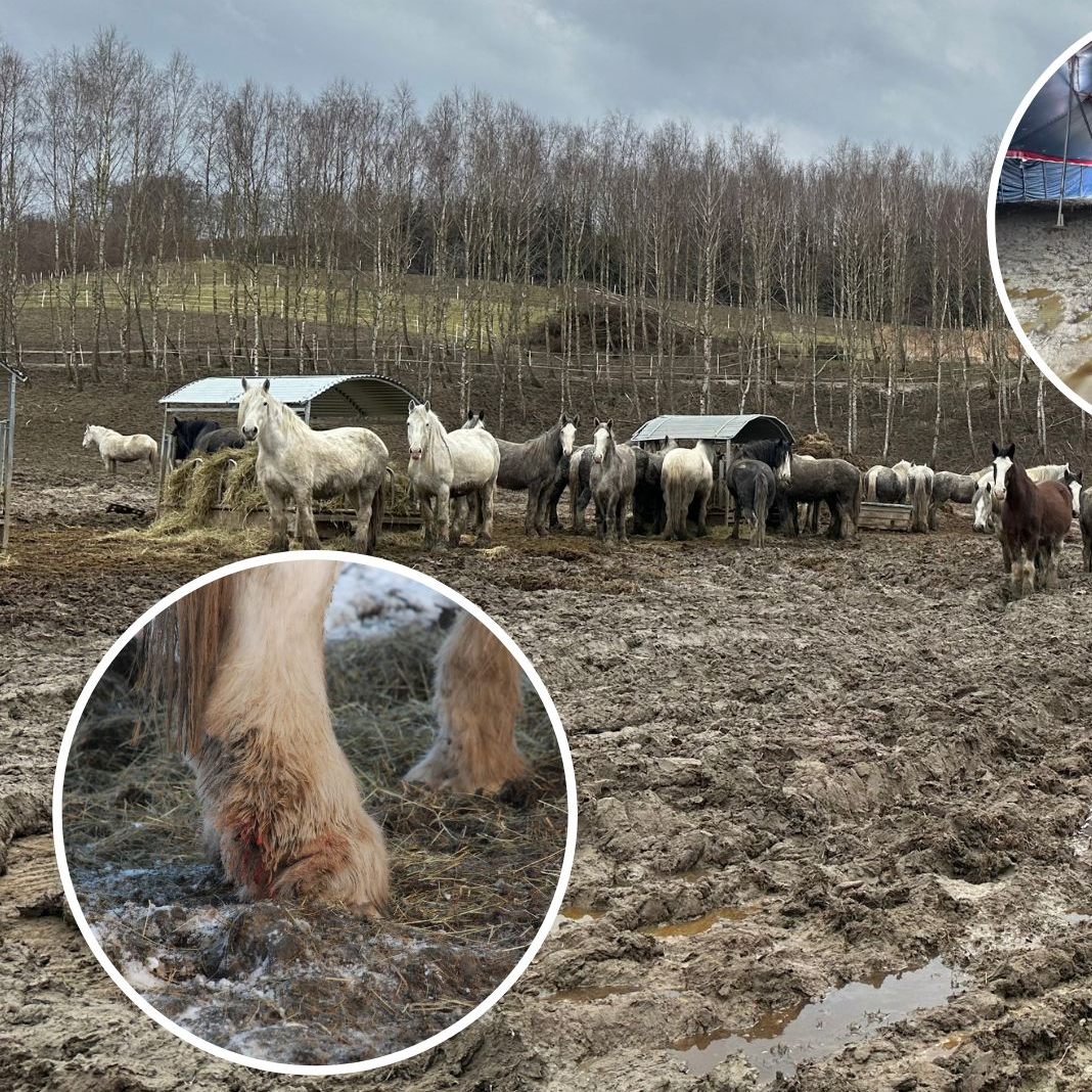 Über 70 Pferde leiden auf schlammigen Koppeln unter Ekzemen in Oberösterreich.