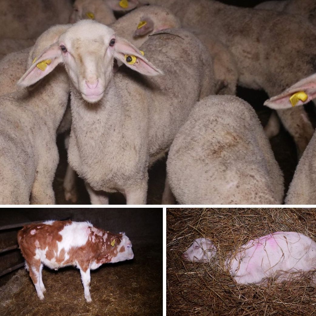 In dem Mastbetreib in NÖ leiden Rinder, Schafe und Ziegen unter der verwahrlosten Haltung. Viele Tiere sind krank oder gestorben.