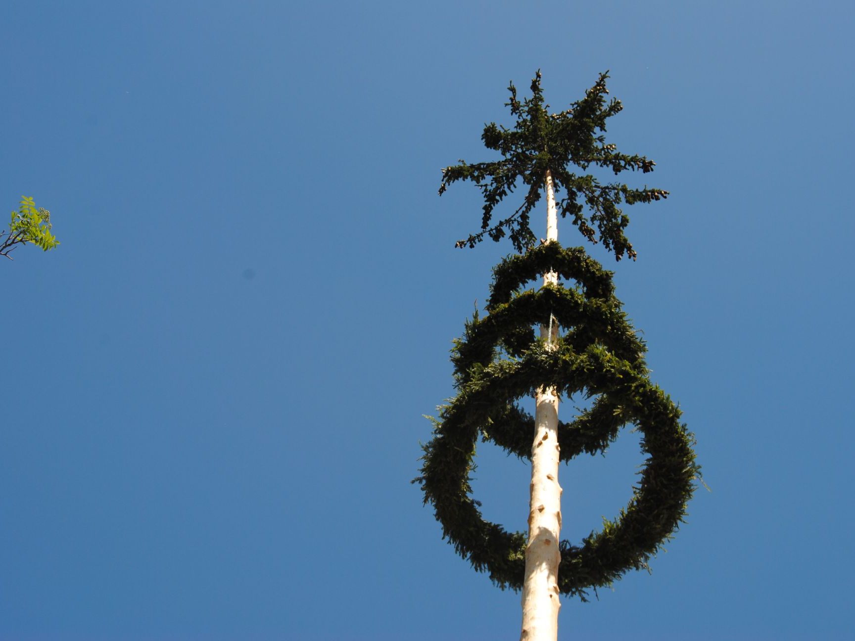 Der Maibaum wird bald aus Nah und Fern zu sehen sein.