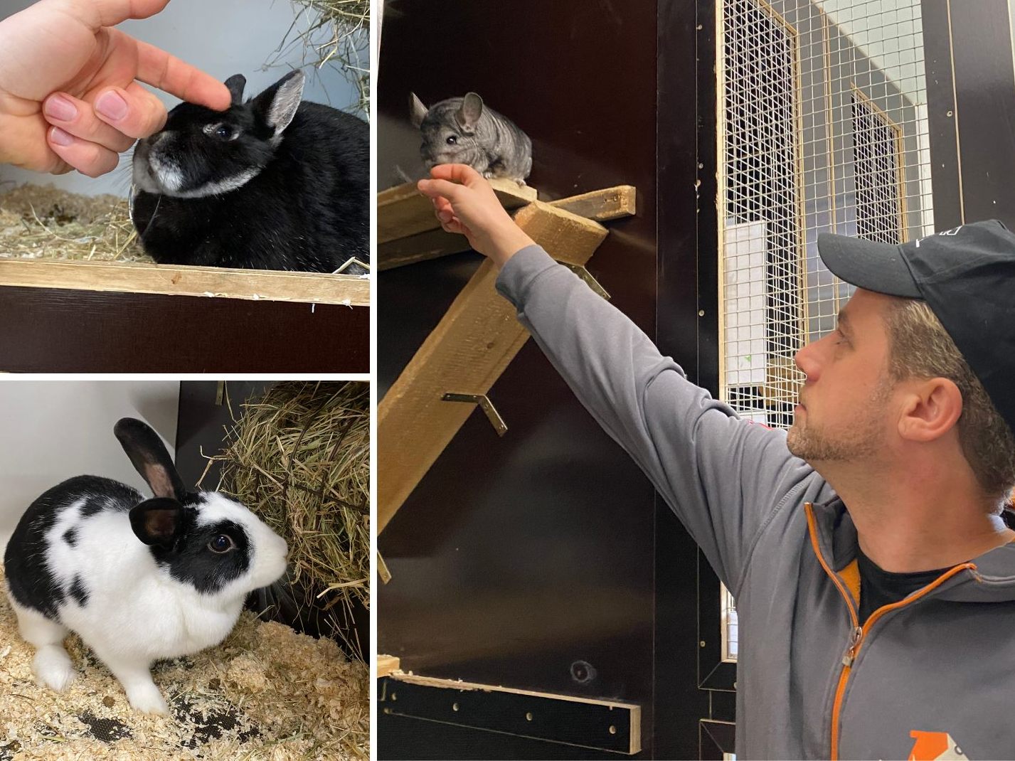 Gehören Kleintiere ins Osternest?