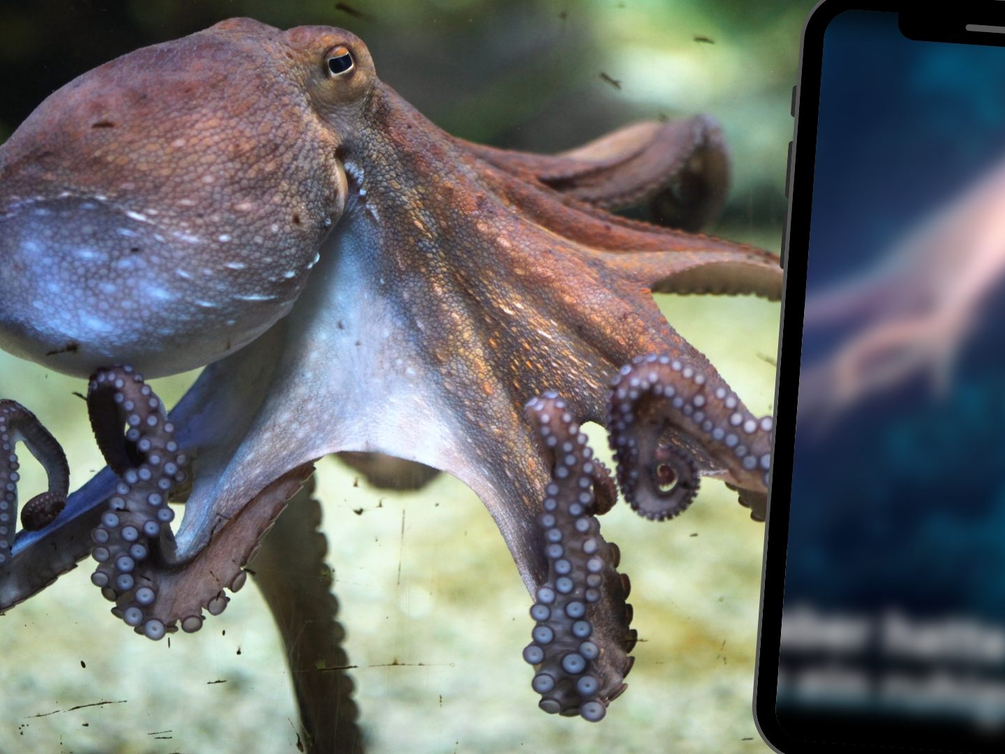 Taucher treffen auf kuschligen Meeresbewohner