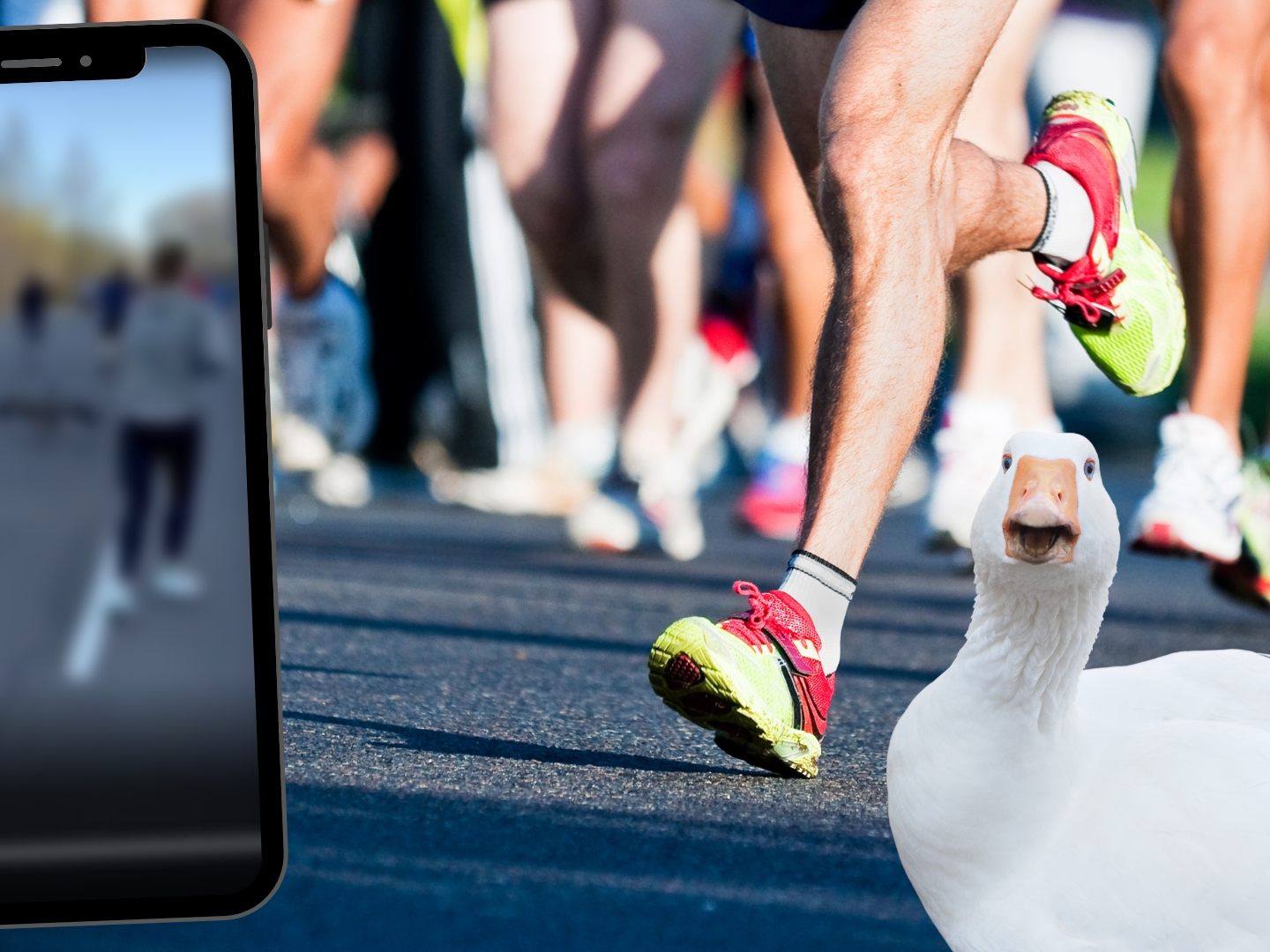 Gans rennt mit Menschen um die Wette Gans rennt mit Menschen um die Wette