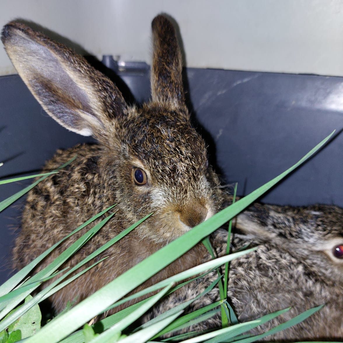 Neun Feldhasen wurden 2023 schon der Pfotenhilfe abgegeben.